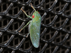 Gyponana