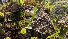 Polypodiopsida