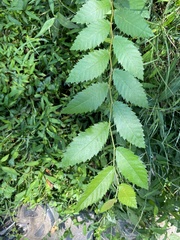 Ulmus alata