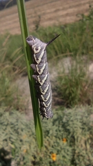 Manduca quinquemaculatus