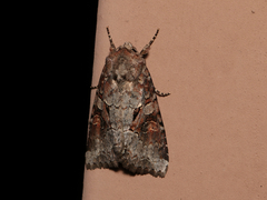 Trichordestra legitima