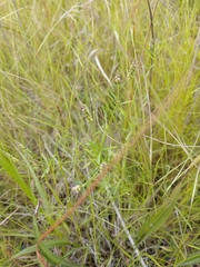 Polygala verticillata