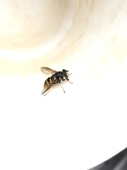 Sericomyia chalcopyga