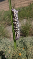 Manduca quinquemaculatus