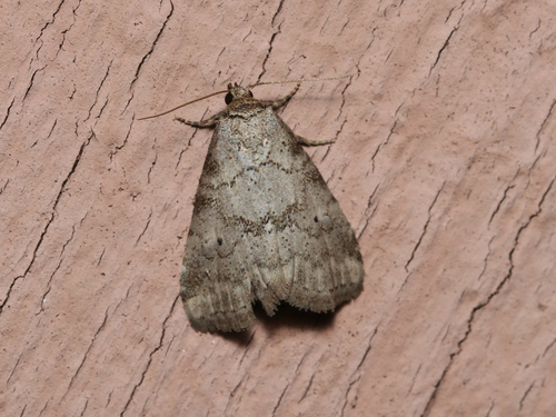 Dotted Graylet photo 2