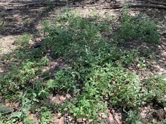 Acalypha neomexicana