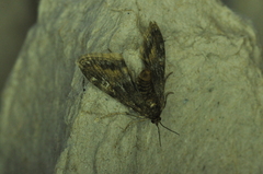 Elophila obliteralis