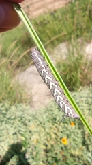 Manduca quinquemaculatus