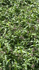 Stachys palustris