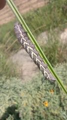 Manduca quinquemaculatus