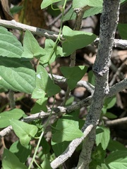 Maurandya antirrhiniflora