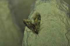Elophila obliteralis