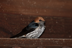 Cecropis abyssinica