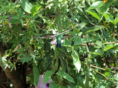 Chlorostilbon lucidus