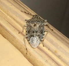 Rhaphigaster nebulosa