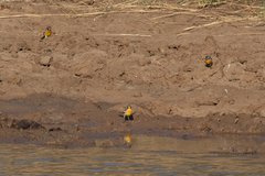 Emberiza flaviventris