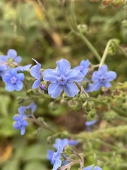 Cynoglossum amabile