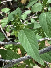 Acalypha neomexicana