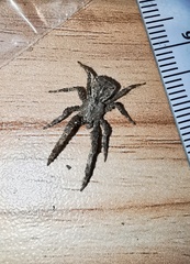 Borboropactus jiangyong