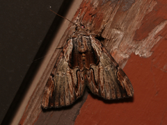 Catocala ultronia