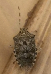 Rhaphigaster nebulosa