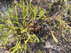 Protea subulifolia