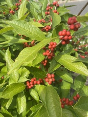 Ilex