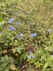 Cynoglossum amabile