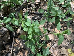 Acalypha neomexicana