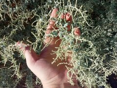 Atriplex polycarpa