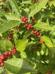 Ilex