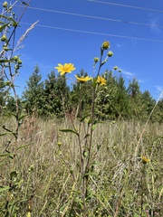 Helianthus schweinitzii