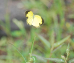 Eurema hecabe
