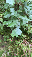 Quercus macrocarpa