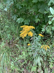 Solidago gigantea