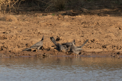 Corythaixoides concolor