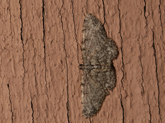 Aethalura intertexta