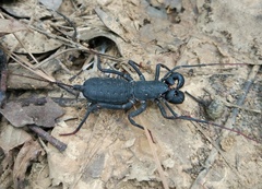 Typopeltis sinensis