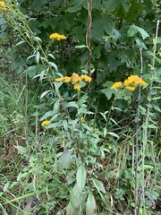 Solidago gigantea