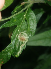 Liriomyza eupatoriana