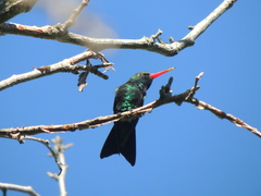 Chlorostilbon lucidus