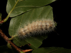 Dasychira obliquata