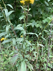 Solidago gigantea