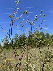 Helianthus schweinitzii