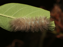 Dasychira obliquata