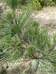 Pinus thunbergii