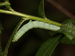 Leuconycta diphteroides