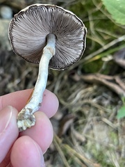 Agaricus placomyces