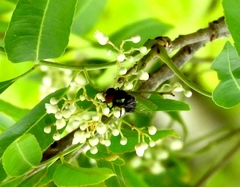 Copestylum chaetophorum