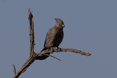 Corythaixoides concolor